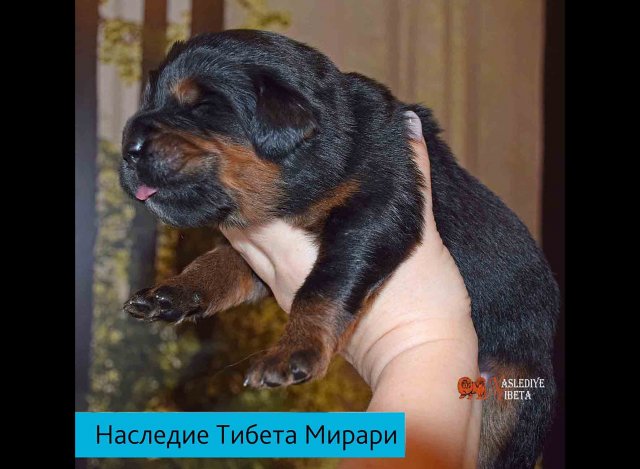 Щенки от пары Ерик х Конфета